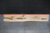 White Oak Live Edge Wood Slab #B697 145" x 22" - 26" x 2.6"