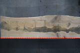 White Oak Live Edge Wood Slab #A949 164" x 42" - 48" x 3.3"