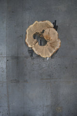 White Oak Wood Cookie #G973 51" x 37"-47" x 3.9" — overhead view — Oak City Customs