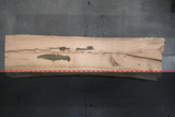 Red Oak Live Edge Wood Slab #A923 146" x 34 - 40" x 2.4"