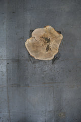 White Oak Wood Cookie #G978 49" x 34"-47" x 2.4" — overhead view — Oak City Customs