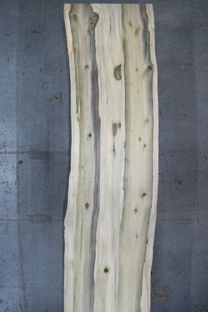 Poplar