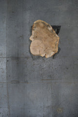 White Oak Wood Cookie #G975 53" x 33"-43" x 2.3" — overhead view — Oak City Customs
